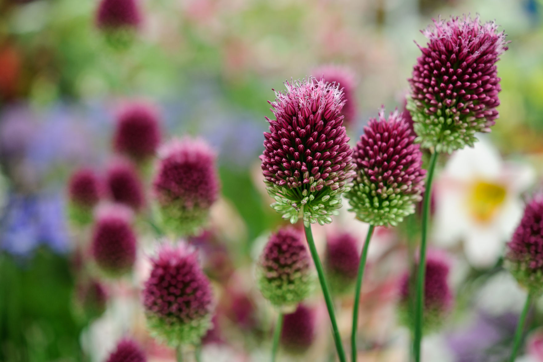 Hampton Court Flower Show (8th July 2013)